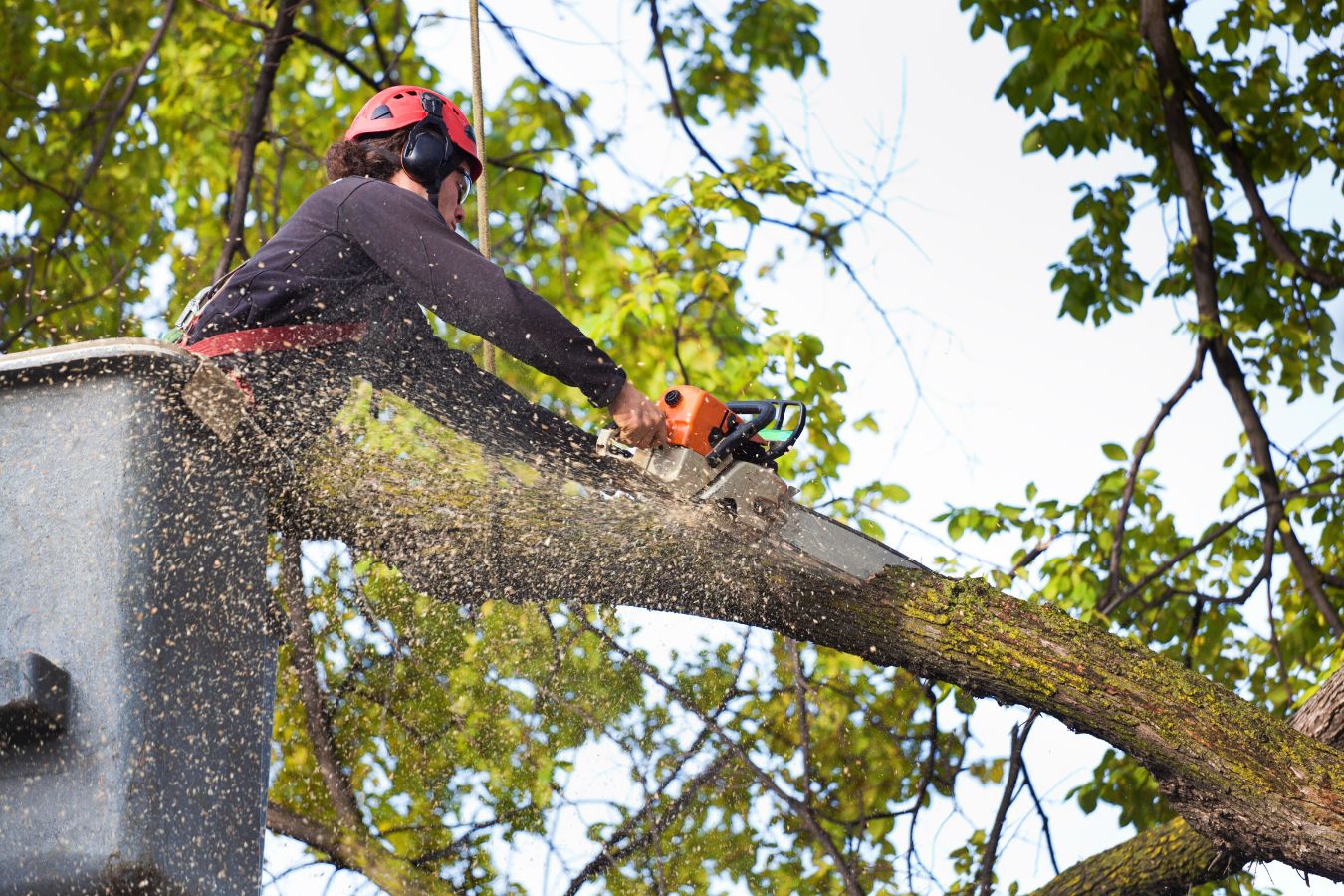 Professional arborist performing tree service in Munford, TN