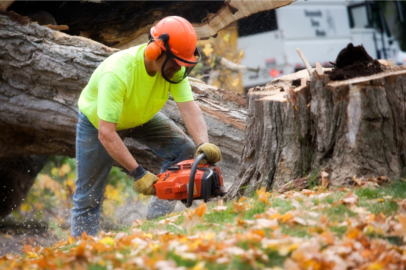 Tree Removal