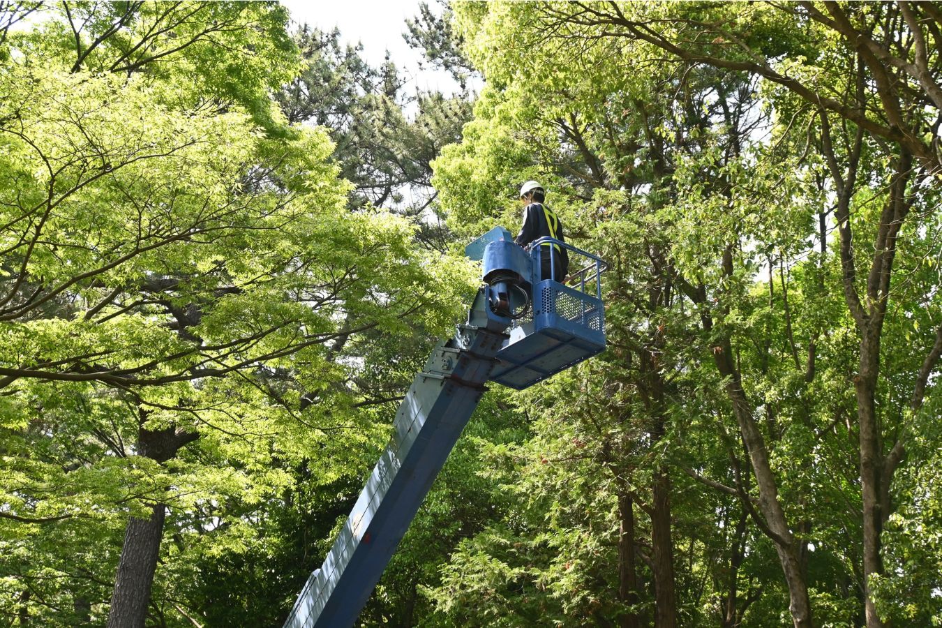 Tree Trimming & Pruning