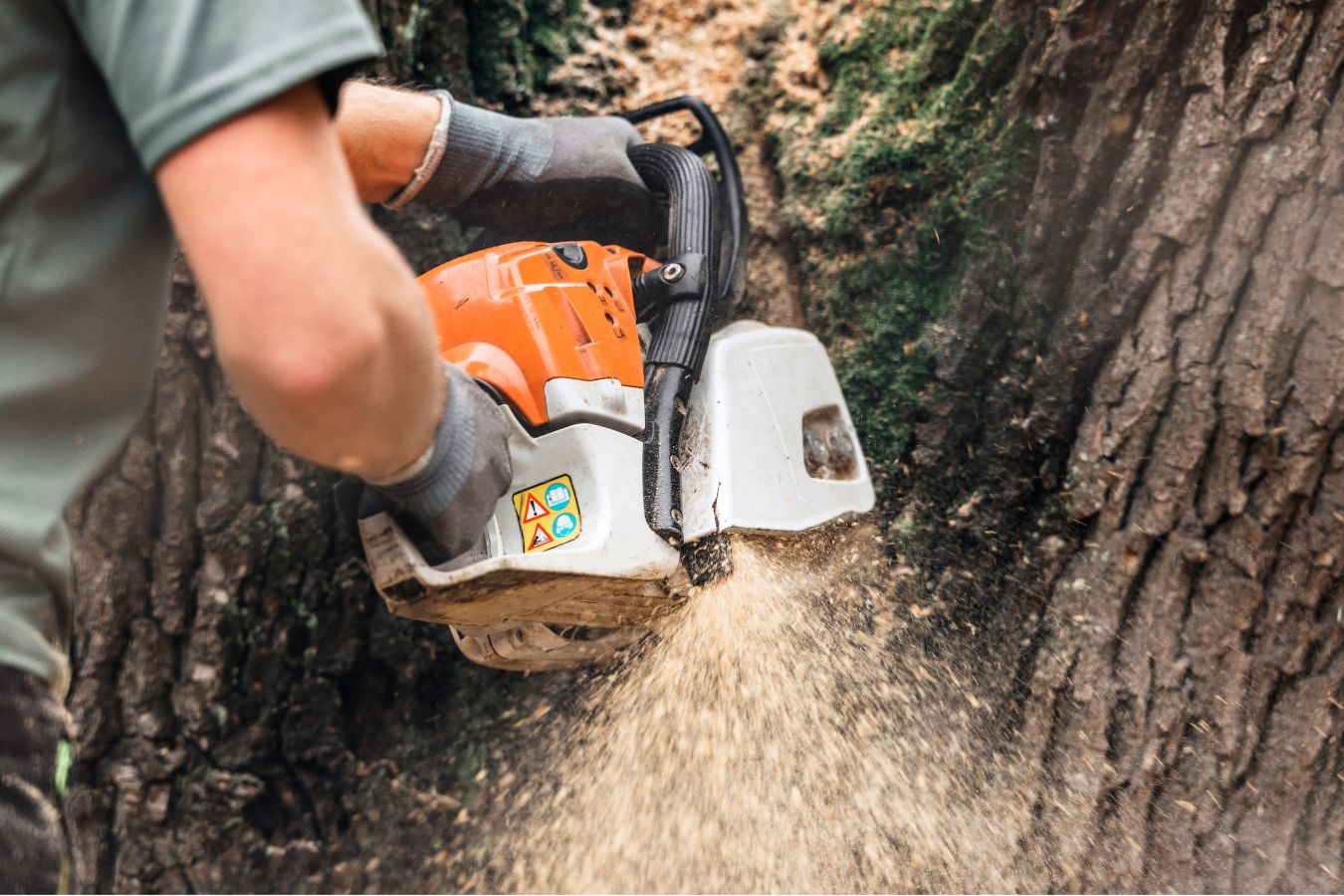 Lavelle's Tree Service team
